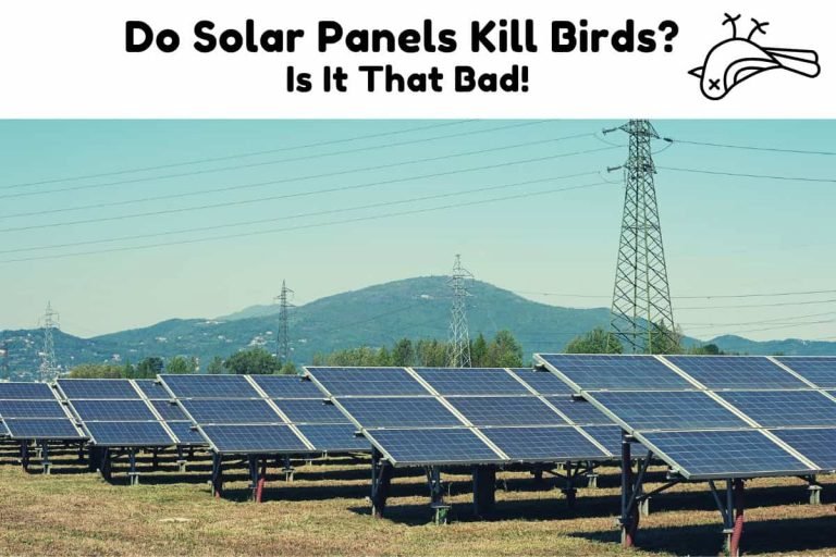Do Solar Panels Kill Birds? Is It That Bad! Solar Portable Panel