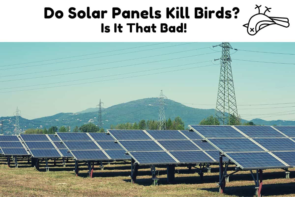 Do Solar Panels Kill Birds? Is It That Bad! Solar Portable Panel